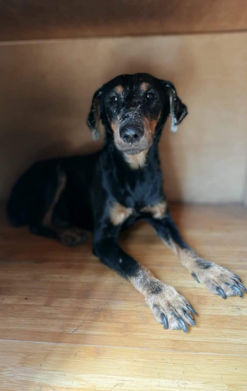 იაქტერიერი კაოროს ქუჩა