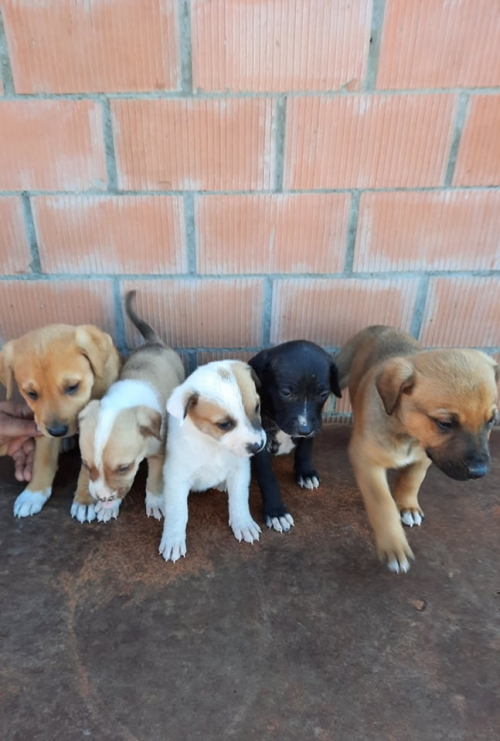 მეტისი ნაპოვნია დიდიღომში