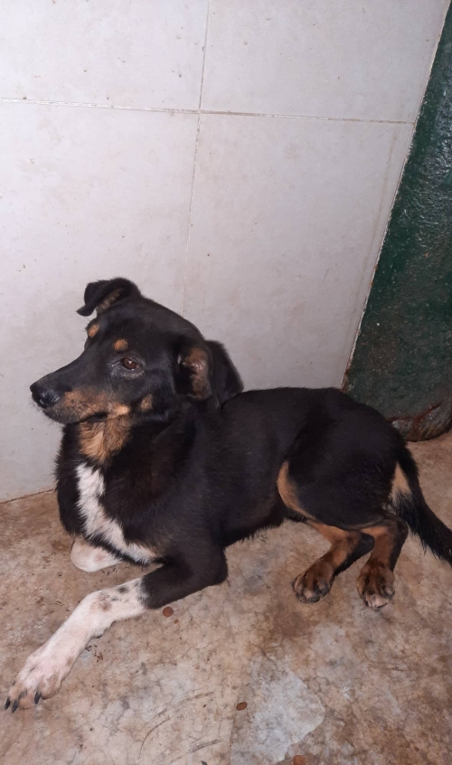 მეტისი საჩხერეს რაიონი