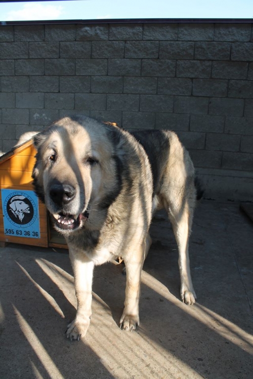 ქართული ნაგაზი ბადუ