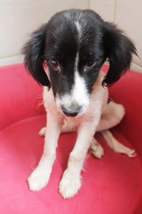 მეტისი ჯერი