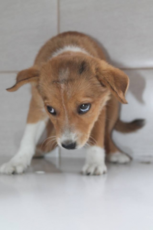 მეტისი უსახელო