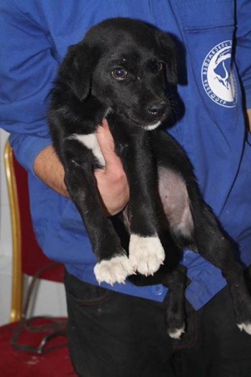 მეტისი უსახელო