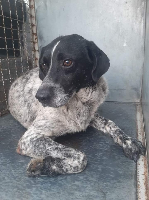 მეტისი ვაზისუბანი