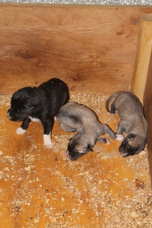 მეტისის ლეკვები უსახელო