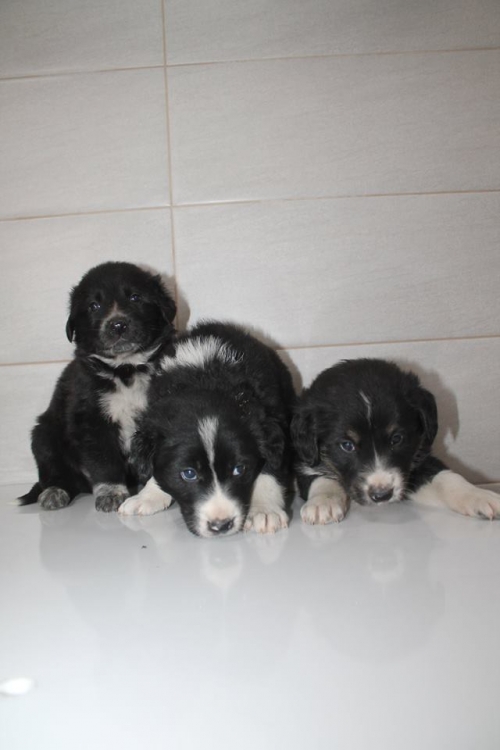 მეტისის ლეკვები უსახელო