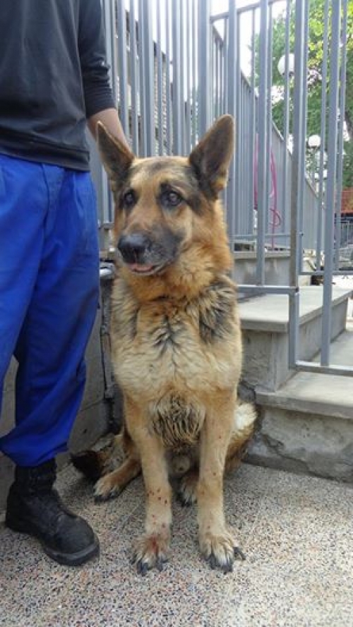 გერმანული ნაგაზი რინგი