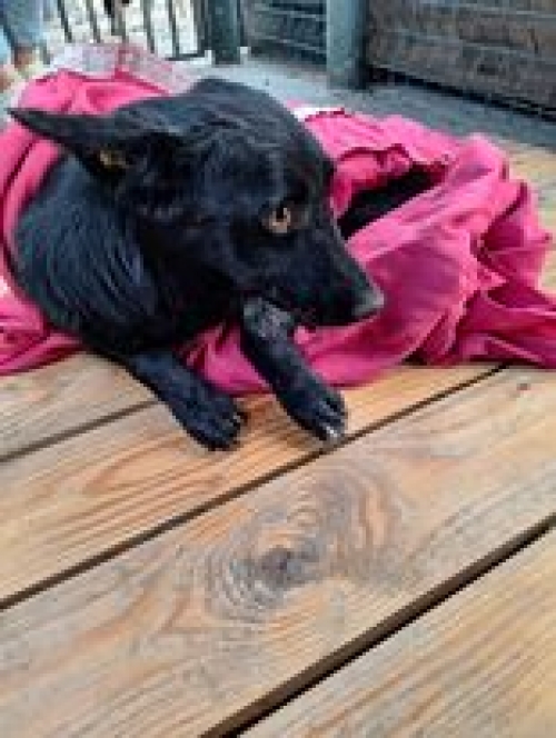 მეტისი აფრიკა ჭიჭინაძე 27