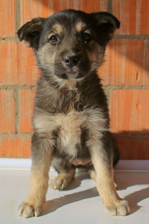 გერმანული ნაგაზის მეტისი უსახელო