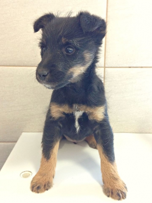 მეტისი უსახელო