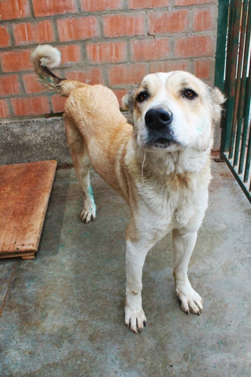 ქართული ქოფაკი უსახელო