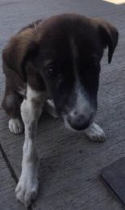 მეტისი აფრიკა ჭიჭინაძეს ქუჩა