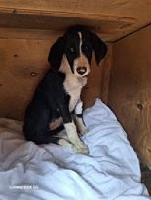 მეტისი დიდიღომი