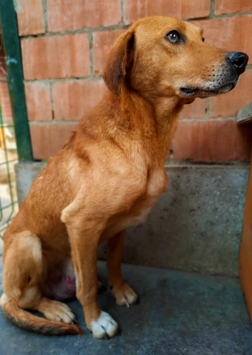 მეტისი უსახელო