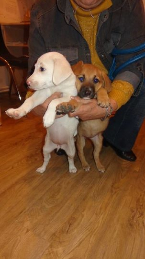 მეტისის ლეკვები უსახელოები