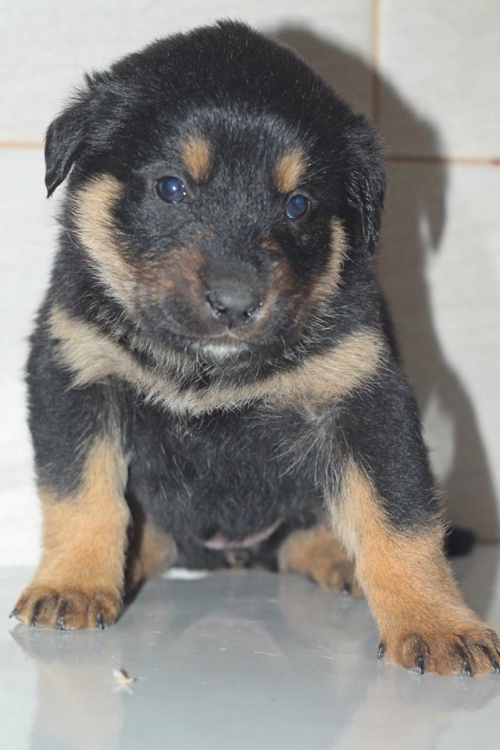 მეტისი უსახელო