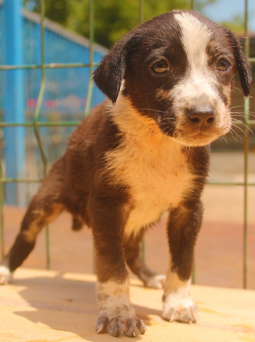 მეტისი უსახელო