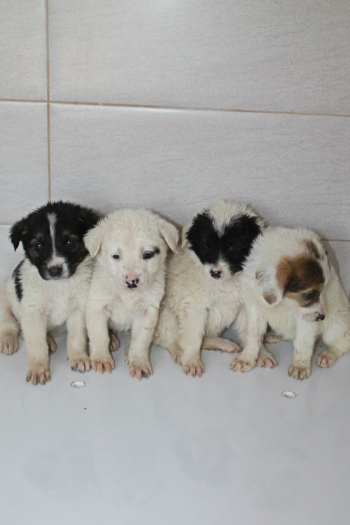 მეტისი უსახელო