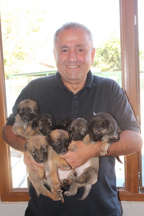 მეტისის ლეკვები უსახელო