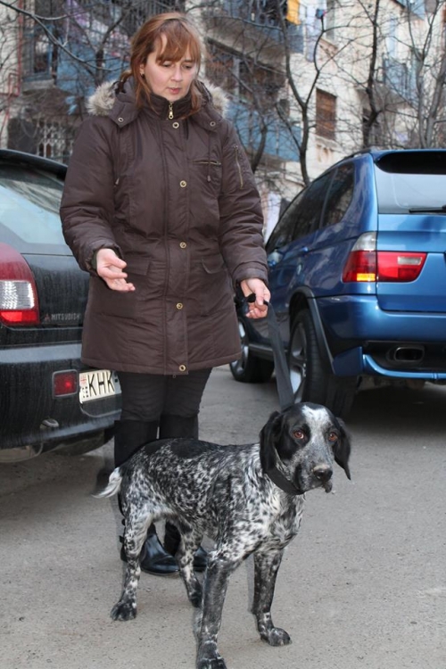 კოკერსპანელის მეტისი უსახელო