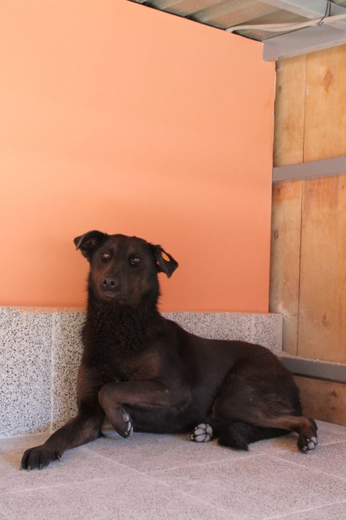 მეტისი უსახელო