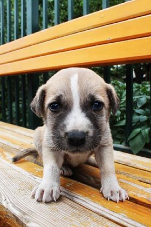 მეტისი უსახელო