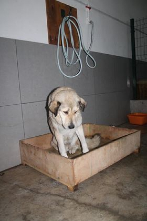 ქართული ქოფაკი უსახელო