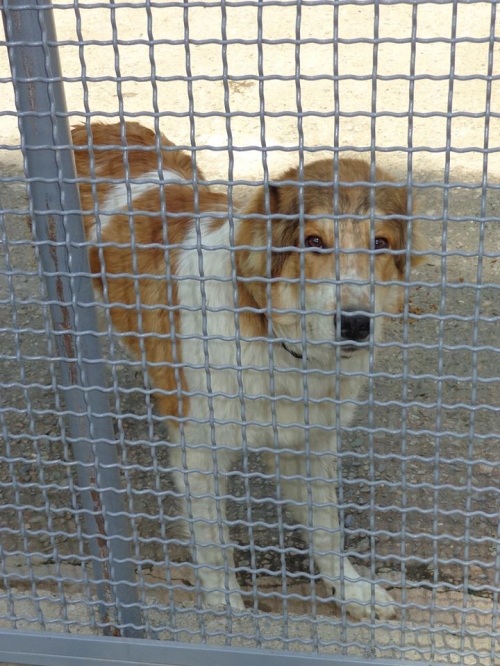 ქართული ქოფაკი ბინგო