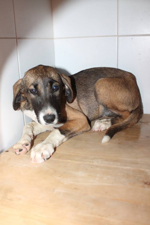 მეტისი უსახელო