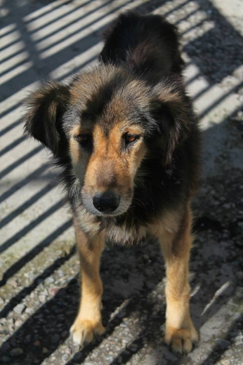 მეტისი უსახელო