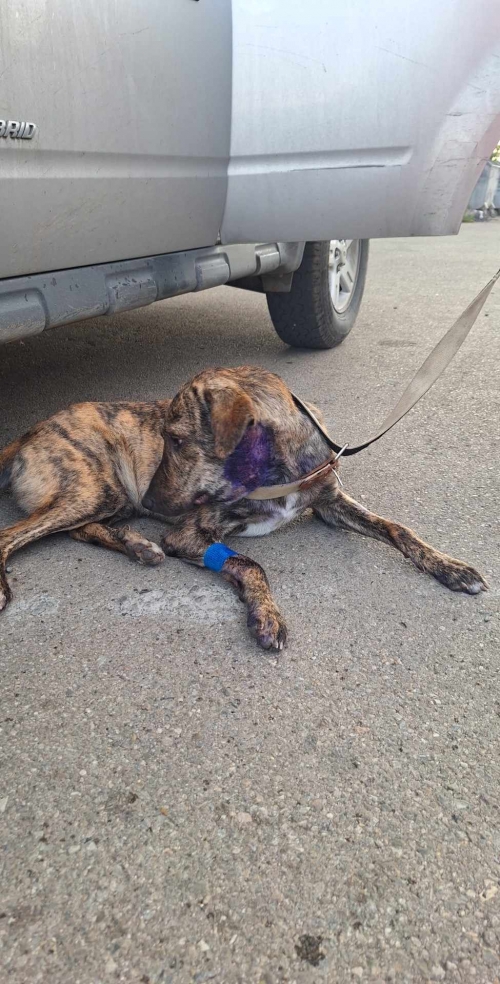 მეტისი ვარკეთილის მეურნეობა