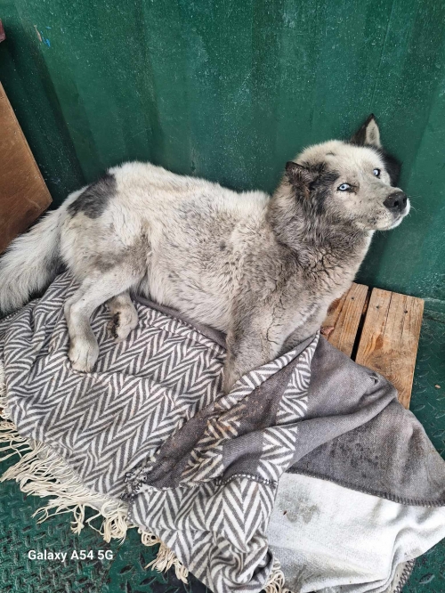 ლაიკა პატრონმა ჩააბარა სამკურნალოდ