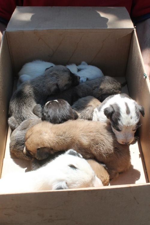 მეტისის ლეკვები უსახელო