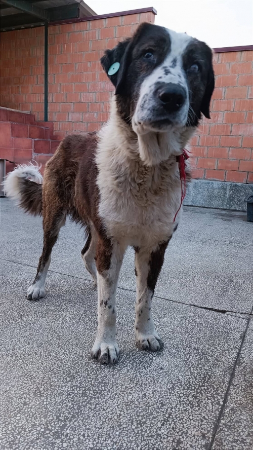 ქართული ქოფაკი უჯარმა