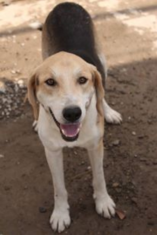 მეტისი მეტეორა