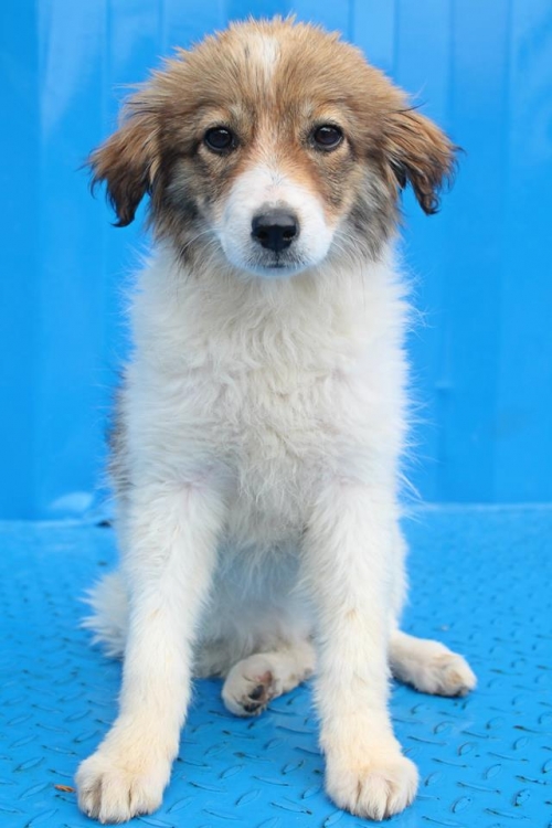 ქართული ქოფაკი უსახელო