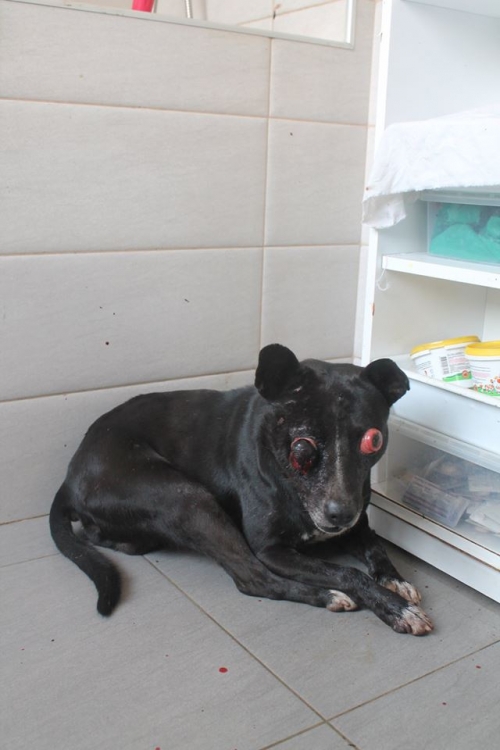 მეტისი უსახელო