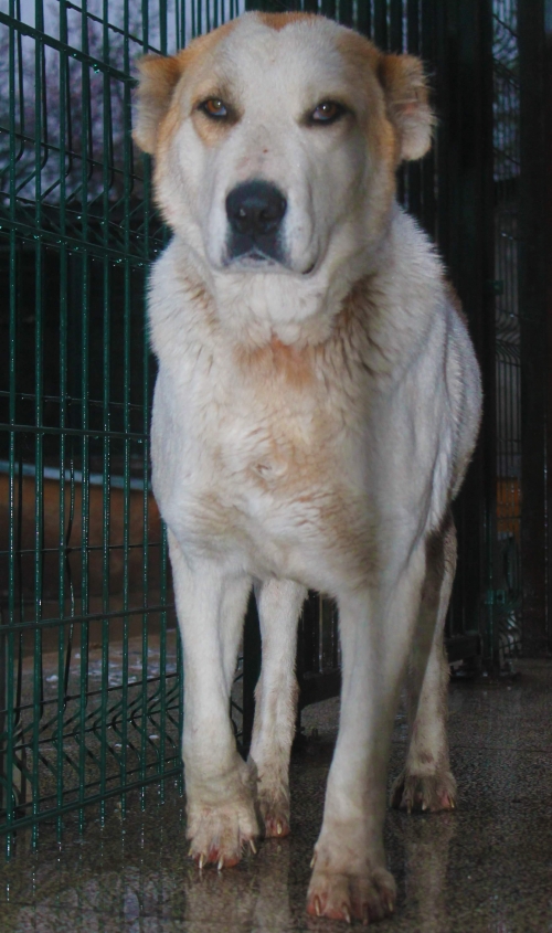 ქართული ნაგაზი უსახელო