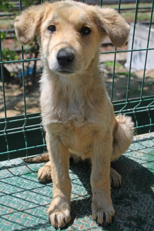 მეტისი უსახელო