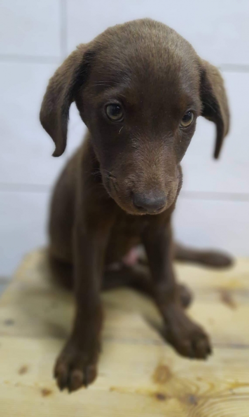 მეტისი ლილოს დასახლება