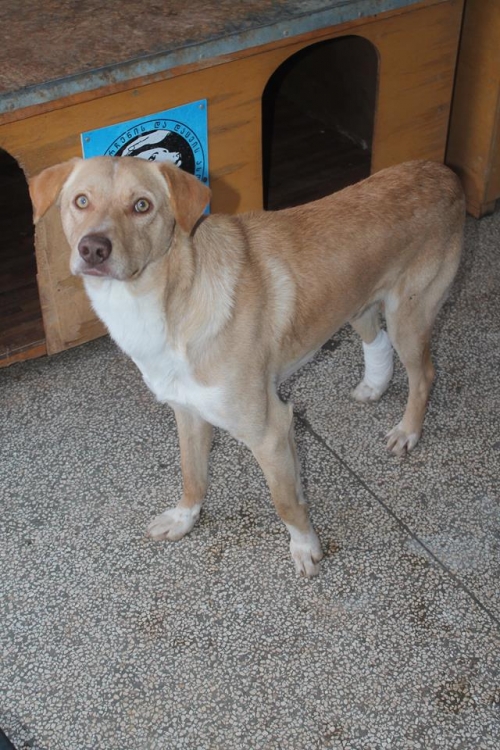 მეტისი უსახელო