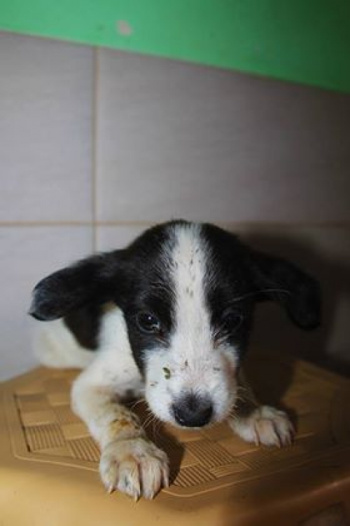 მეტისი უსახელო