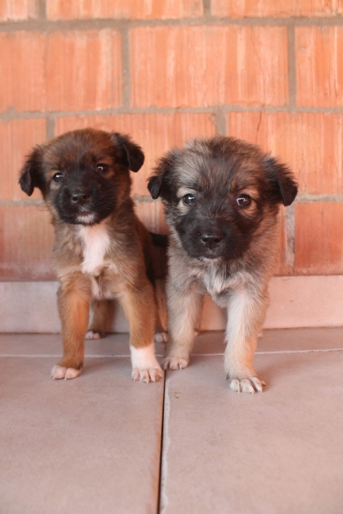 მეტისი უსახელო