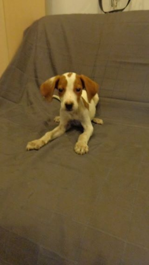 პოინტერი უცნობი