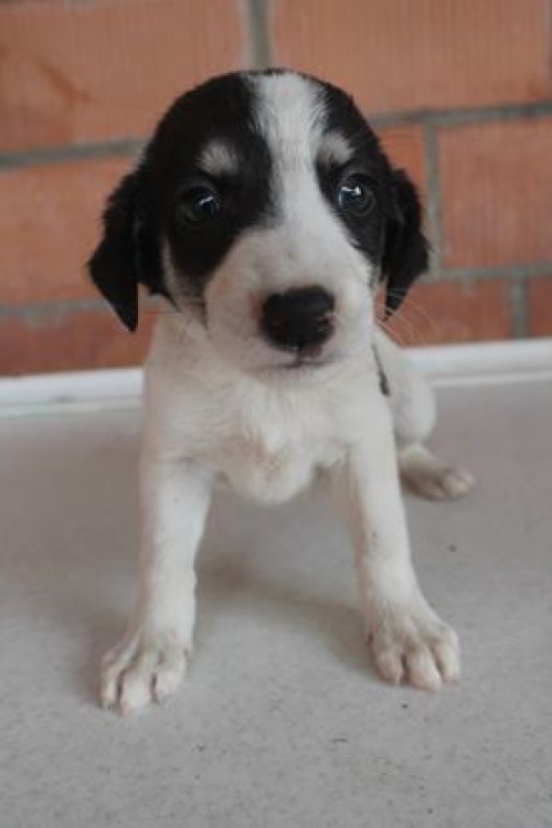 მეტისი უსახელო