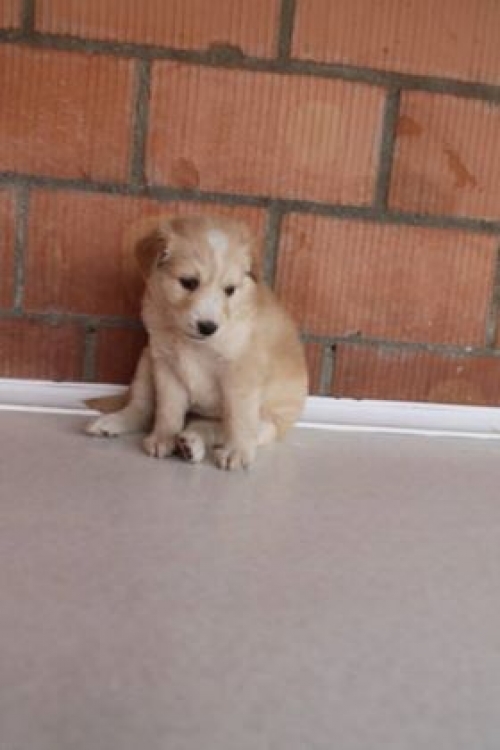 მეტისი უსახელო