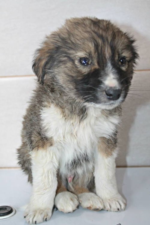 მეტისი უსახელო