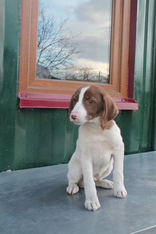 მეტისი რონი