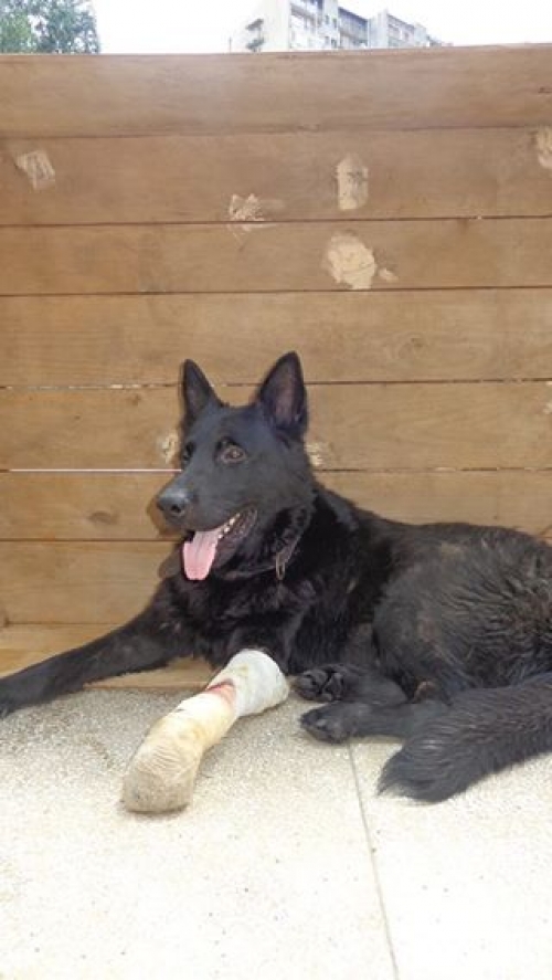 ბელგიური ნაგაზი ჩორნა