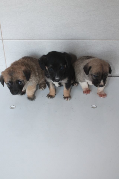 მეტისის ლეკვები უსახელო